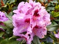 Rhododendron `Kabarett` Royalty Free Stock Photo