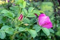 Purple flowers rose hips or briar, wild rose, dog rose in the autumn garden.