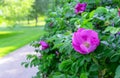 Purple flowers rose hips or briar, wild rose, dog rose in the autumn garden.