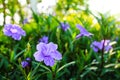 Purple flowers or Ruellia tuberosa Linn, Waterkanon, Popping pod