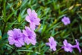 Purple flowers or Ruellia tuberosa Linn, Waterkanon, Popping pod