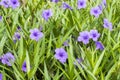 Purple flowers Ruellia tuberosa Linn. Waterkanon, Watrakanu, Minnieroot, Iron root, Feverroot, Popping pod, Trai-no, Toi ting (tha