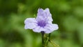 Purple flowers, Ruellia tuberosa Waterkanon, Toi ting flowers