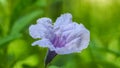 Purple flowers, Ruellia tuberosa Waterkanon, Toi ting flowers