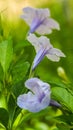 Purple flowers, Ruellia tuberosa Waterkanon, Toi ting flowers