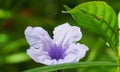 Purple flowers, Ruellia tuberosa Waterkanon, Toi ting flowers