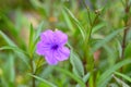 Purple flowers, Ruellia tuberosa Waterkanon, Toi ting flowers are easy-growing plants, And natural blurred background, used as