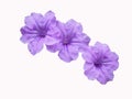 Purple flowers,Ruellias,wild petunias, Minnieroot, Iron root, Feverroot, (Ruellia tuberosa Linn) Royalty Free Stock Photo