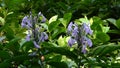 Purple flowers at Sa dec town, Thap, Vietnam