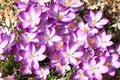Purple flowers - saffron Royalty Free Stock Photo