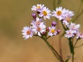 Purple flowers of sea aster, Tripolium pannonicum