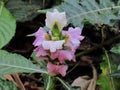 Purple flowers of Sea holly, Thistleplike plant Acanthus ebracteatus Vahl with thorny leaves, various medicinal plants