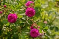 Purple flowers Shrub roses