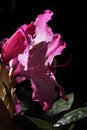 Purple flowers and skinny leaves of Rhododendron Smirnowii with drops of water on petals and leaves Royalty Free Stock Photo