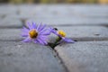 Purple flowers of small autumn chrysanthemums between asphalt tiles