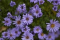 Purple flowers. Small petals. Beautiful background Royalty Free Stock Photo