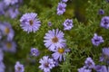 Purple flowers. Small petals. Beautiful background Royalty Free Stock Photo