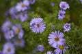 Purple flowers. Small petals. Beautiful background Royalty Free Stock Photo