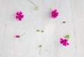 Purple flowers small on white wooden background Royalty Free Stock Photo