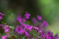 Purple flowers soft color background Royalty Free Stock Photo