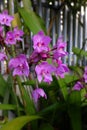 The spathoglottis plicata Orchid flowers