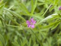 Geranium dissectum plant in bloom