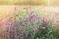Purple flowers in spring meadow - wild flowers in meadow Royalty Free Stock Photo