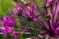 Purple flowers of the Star of Persia plant