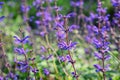 Purple flowers and stems of mountain lavender Royalty Free Stock Photo