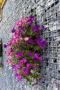 Purple Flowers on the Stone Cage for a decoration on outdoor Royalty Free Stock Photo