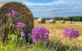 Purple flowers and straw bales on the field after harvest Royalty Free Stock Photo