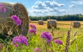 Purple flowers and straw bales on the field after harvest Royalty Free Stock Photo