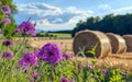 Purple flowers and straw bales on the field after harvest Royalty Free Stock Photo