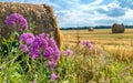 Purple flowers and straw bales on the field after harvest Royalty Free Stock Photo