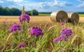 Purple flowers and straw bales on the field after harvest Royalty Free Stock Photo