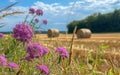 Purple flowers and straw bales on the field after harvesting Royalty Free Stock Photo