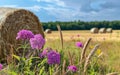 Purple flowers and straw bales on the field after harvesting Royalty Free Stock Photo