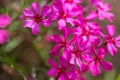 Purple flowers of a styloid phlox in the spring. Siberian country house