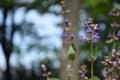 Purple flowers on a sunny day in nature