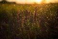 Purple flowers in the sunset rays and water droplets flying behind form a beautiful bokeh