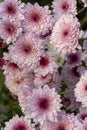 purple flowers surrounding detail, selective focus, contrasting colors, mexico