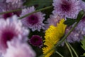 purple flowers surrounding a yellow flower, contrasts of colors, mexico