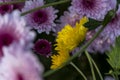 purple flowers surrounding a yellow flower, contrasts of colors, mexico