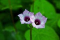 Purple flowers of Sweet potato, Fujian, China