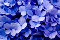 Purple flowers texture closeup