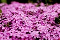 Purple flowers texture closeup, blurred background Royalty Free Stock Photo
