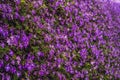 Purple flowers texture closeup. Purple flowers and leaves background Royalty Free Stock Photo