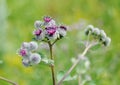 Blooming thorns of a burdock on a green background