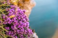purple flowers of Thymus vulgaris bushes known as Common Thyme, Garden thyme. thyme in front of the turquoise sea on Royalty Free Stock Photo