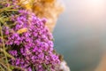 purple flowers of Thymus vulgaris bushes known as Common Thyme, Garden thyme. thyme in front of the turquoise sea on Royalty Free Stock Photo